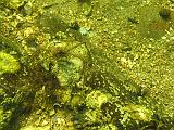 Coll NL 029